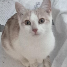 Image pour l'annonce DONNE CHATONS 4 ET 6 MOIS