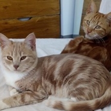 Image pour l'annonce DONNE CHATONS 4 ET 6 MOIS