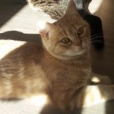 Image pour l'annonce DONNE CHATONS 4 ET 6 MOIS