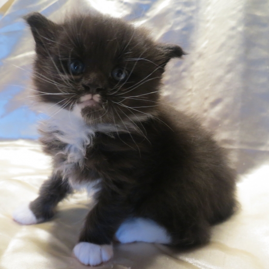 Image pour l'annonce Chatons Maine coon mâles et femelles Loof