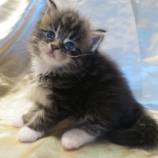 Image pour l'annonce Chatons Maine coon mâles et femelles Loof
