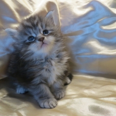 Image pour l'annonce Chatons Maine coon mâles et femelles Loof