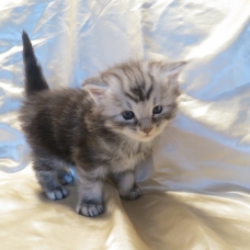 Image pour l'annonce Chatons Maine coon mâles et femelles Loof