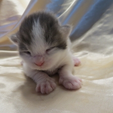 Image pour l'annonce Chatons Maine coon blue Loof