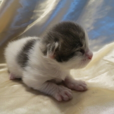 Image pour l'annonce Chatons Maine coon blue Loof