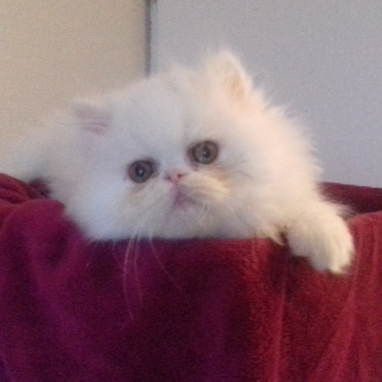 Image pour l'annonce Chaton persan LOOF