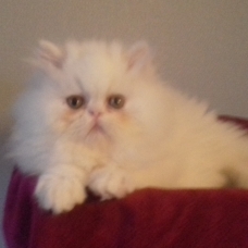 Image pour l'annonce Chaton persan LOOF