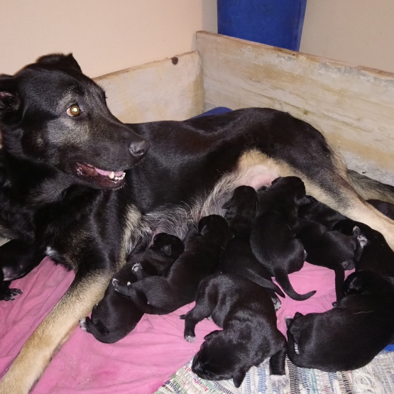 Image pour l'annonce Donne chiot