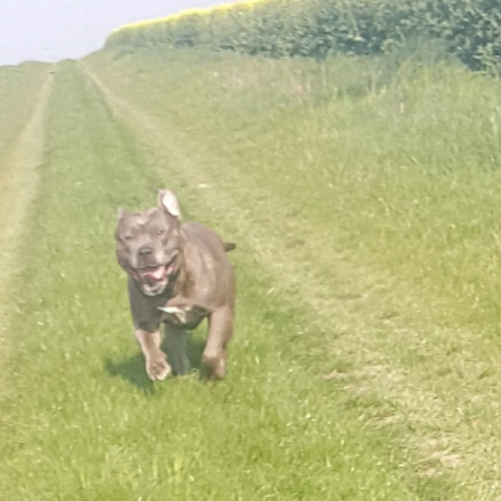 Image pour l'annonce Donne american staffordshire terrier