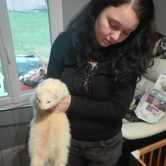 Image pour l'annonce Vends furet mâle albinos