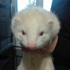 Image pour l'annonce Vends furet mâle albinos