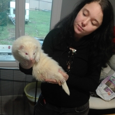 Image pour l'annonce Vends furet mâle albinos