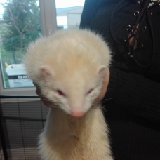 Image pour l'annonce Vends furet mâle albinos