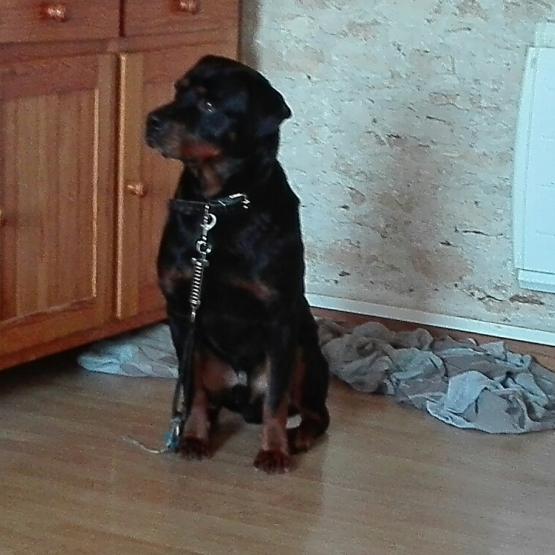 Image pour l'annonce chiot rottweiler