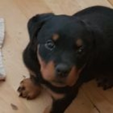 Image pour l'annonce chiot rottweiler