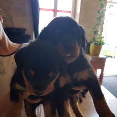 Image pour l'annonce chiot rottweiler