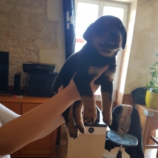 Image pour l'annonce chiot rottweiler