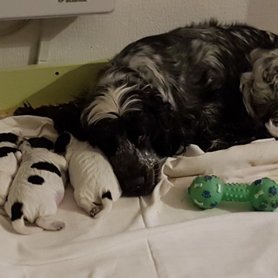 Image pour l'annonce vends chiots cockers anglais LOF