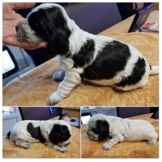 Image pour l'annonce vends chiots cockers anglais LOF