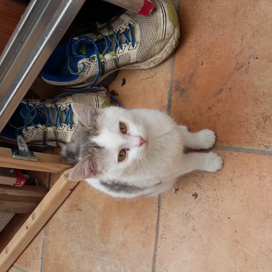 Image pour l'annonce donne chatte