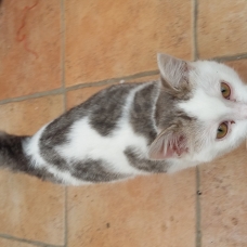 Image pour l'annonce donne chatte