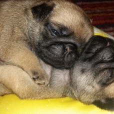 Image pour l'annonce Chiots CARLINS