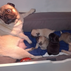 Image pour l'annonce Chiots CARLINS