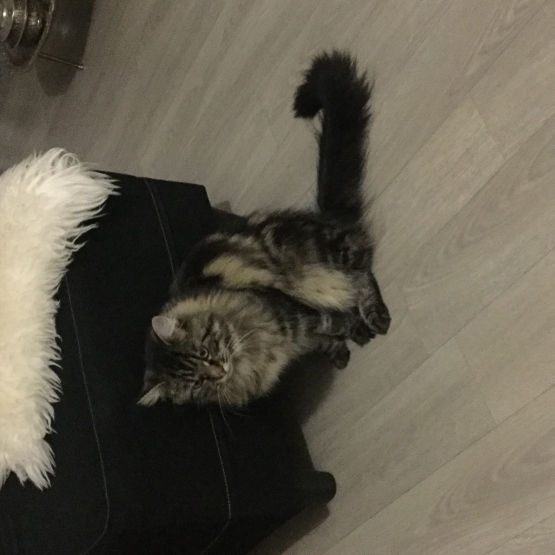 Image pour l'annonce Donne chatte croisée Maine Coon