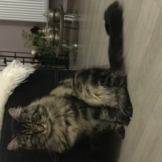 Image pour l'annonce Donne chatte croisée Maine Coon