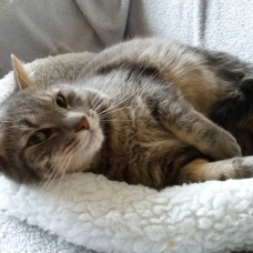 Image pour l'annonce Massimo 6 ans jeté au froid seul/Attend 1Maitresse de Coeur