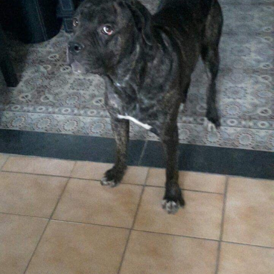 Image pour l'annonce Cane corso à donner