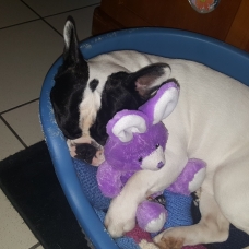 Image pour l'annonce Saillie Bouledogue français