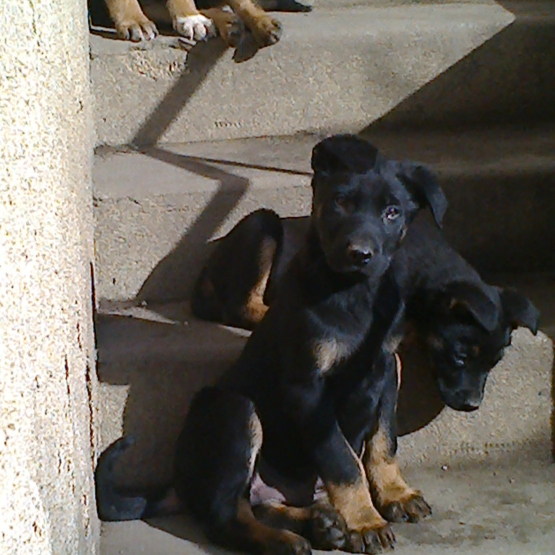 Image pour l'annonce donne  4 chiot lavrador coupé malinois noir