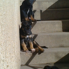 Image pour l'annonce donne  4 chiot lavrador coupé malinois noir