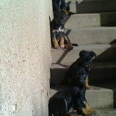 Image pour l'annonce donne  4 chiot lavrador coupé malinois noir