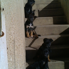 Image pour l'annonce donne  4 chiot lavrador coupé malinois noir