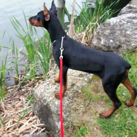 Image pour l'annonce Vends doberman