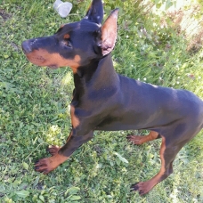 Image pour l'annonce Vends doberman