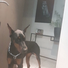 Image pour l'annonce Vends doberman