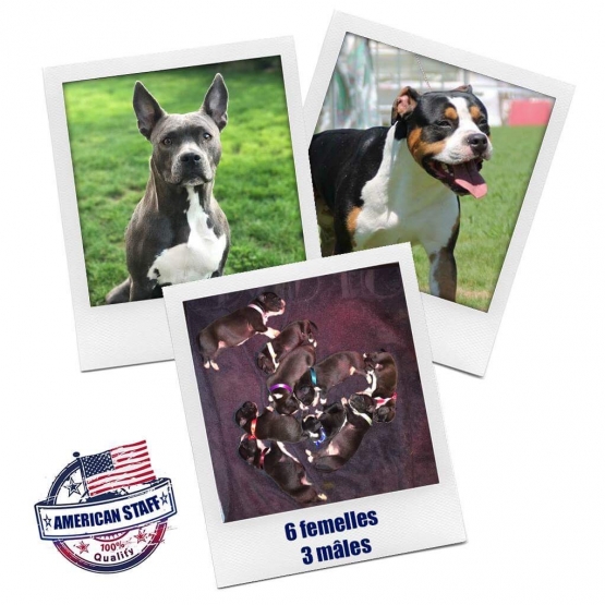 Image pour l'annonce American staffordshire terrier Lof