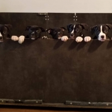 Image pour l'annonce American staffordshire terrier Lof