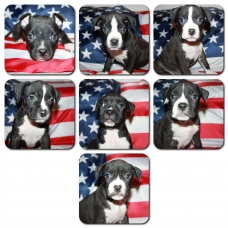 Image pour l'annonce American staffordshire terrier Lof
