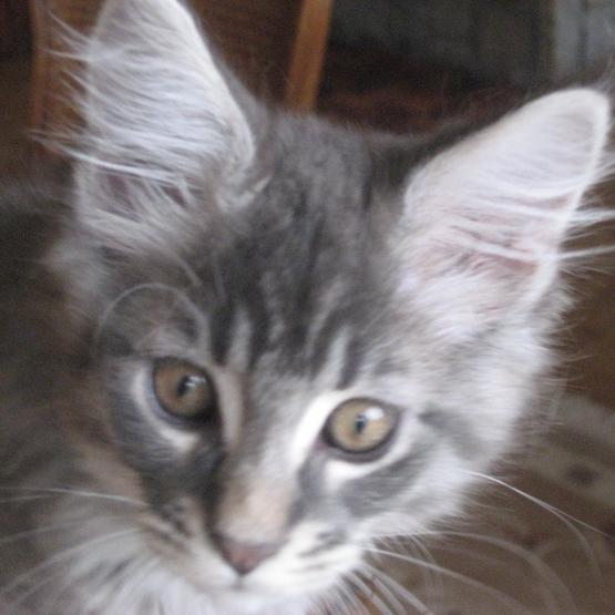 Image pour l'annonce a reserver châtons maine coon
