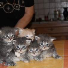 Image pour l'annonce a reserver châtons maine coon