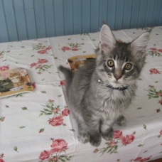Image pour l'annonce a reserver châtons maine coon