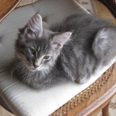 Image pour l'annonce a reserver châtons maine coon