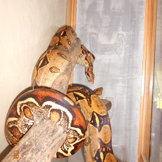 Image pour l'annonce Vends couple de Boas Constrictor Imperator