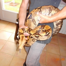 Image pour l'annonce Vends couple de Boas Constrictor Imperator