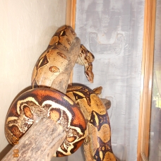 Image pour l'annonce Vends couple de Boas Constrictor Imperator