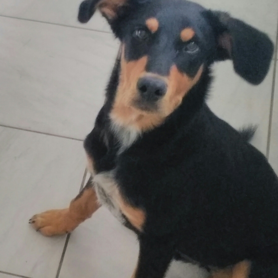 Image pour l'annonce Donne chien